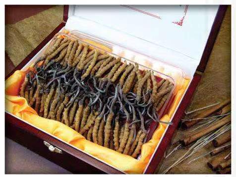 宁县冬虫夏草回收